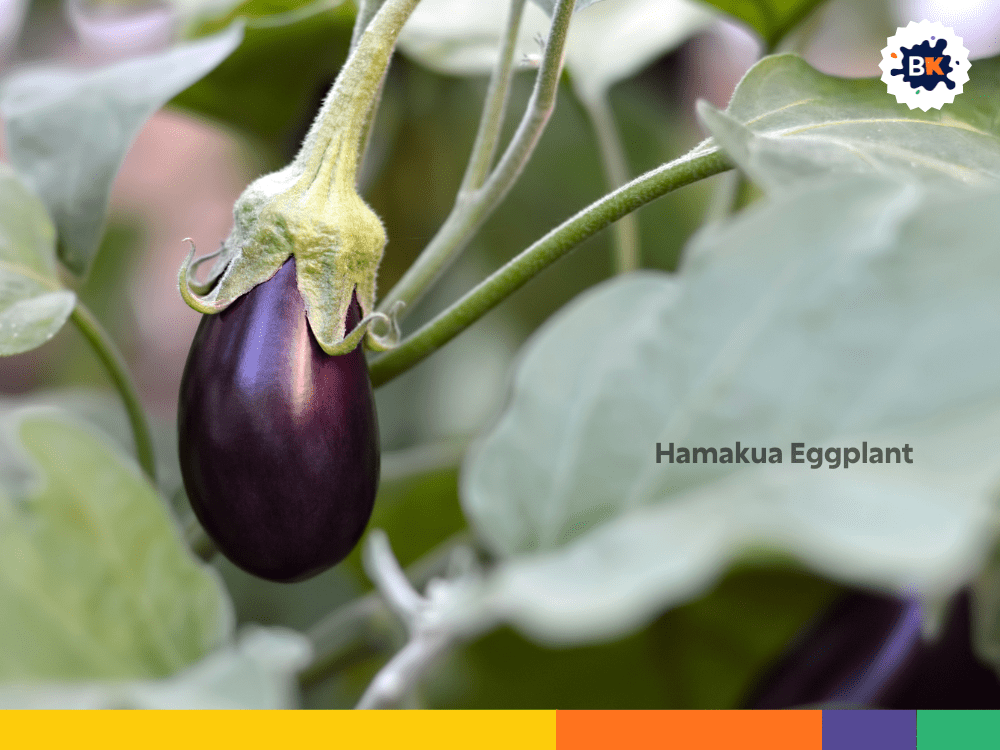 Hamakua Eggplant Hamakua Eggplant