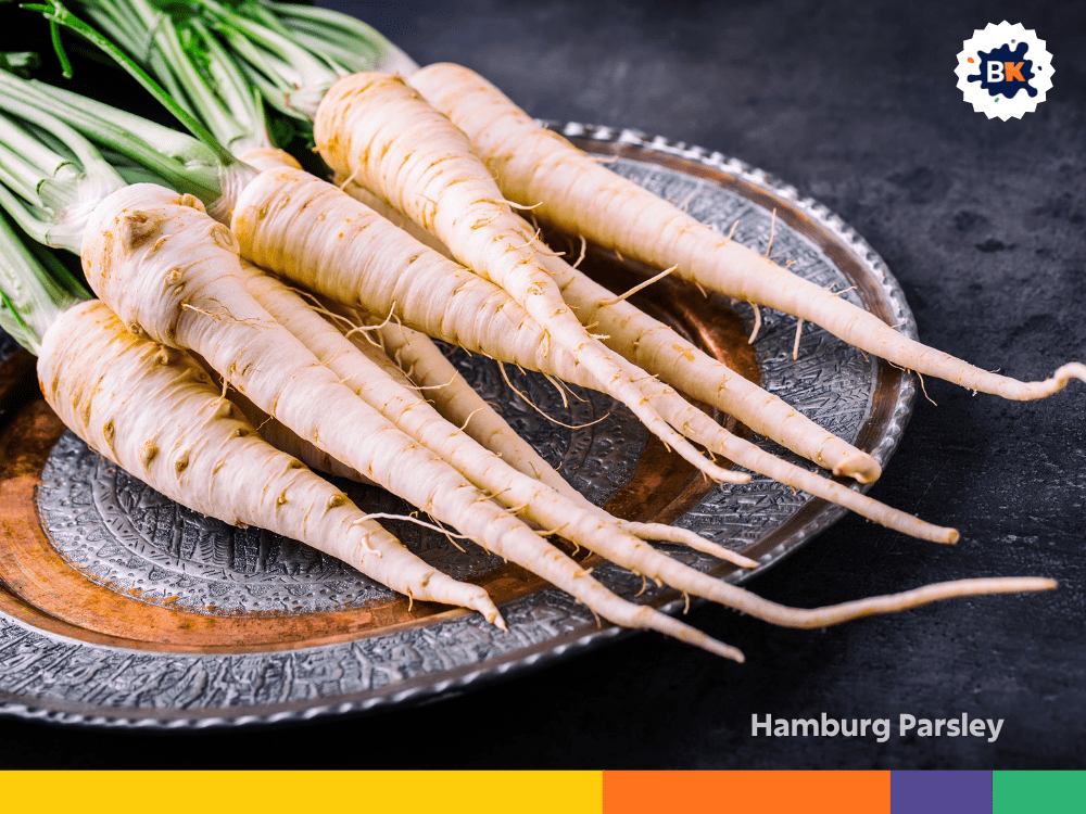 Hamburg Parsley Hamburg Parsley