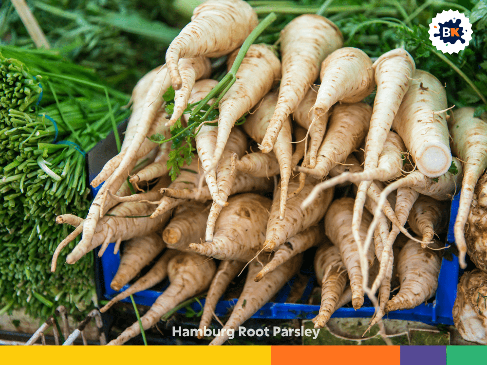 Hamburg Root Parsley Hamburg Root Parsley
