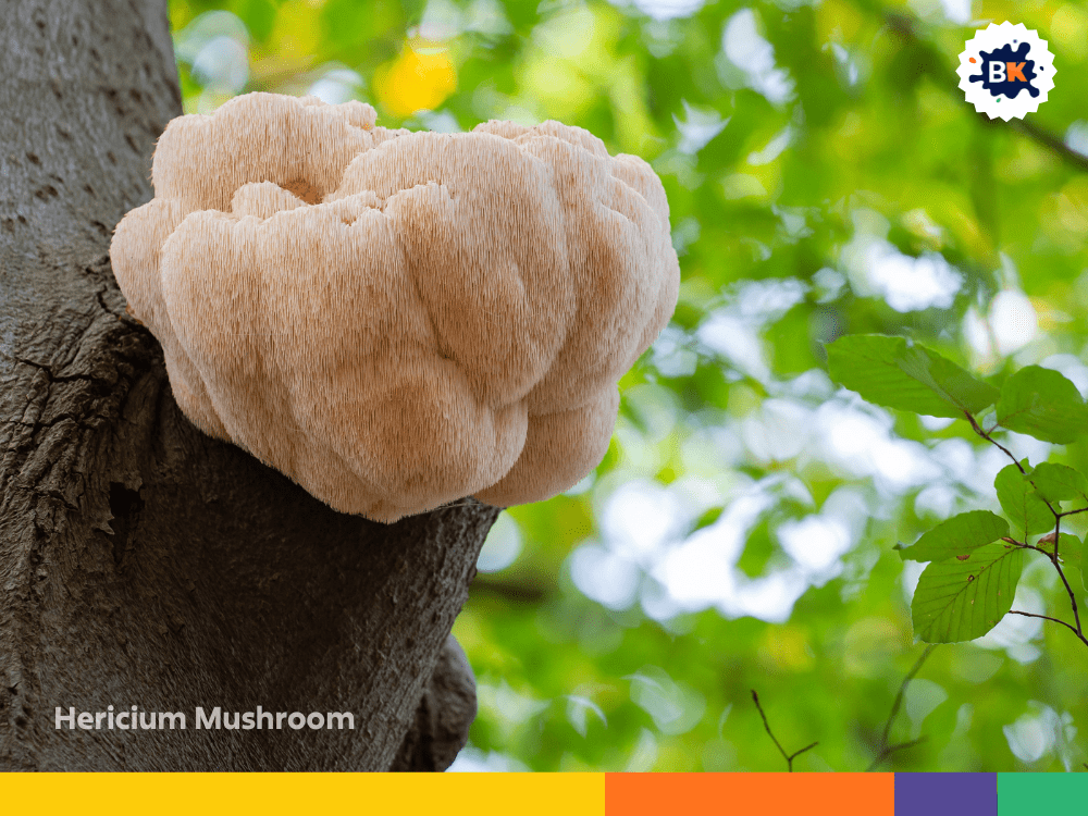 Hericium Mushroom Hericium Mushroom