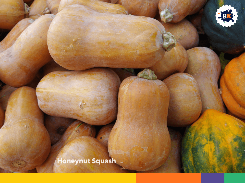 Honeynut Squash Honeynut Squash