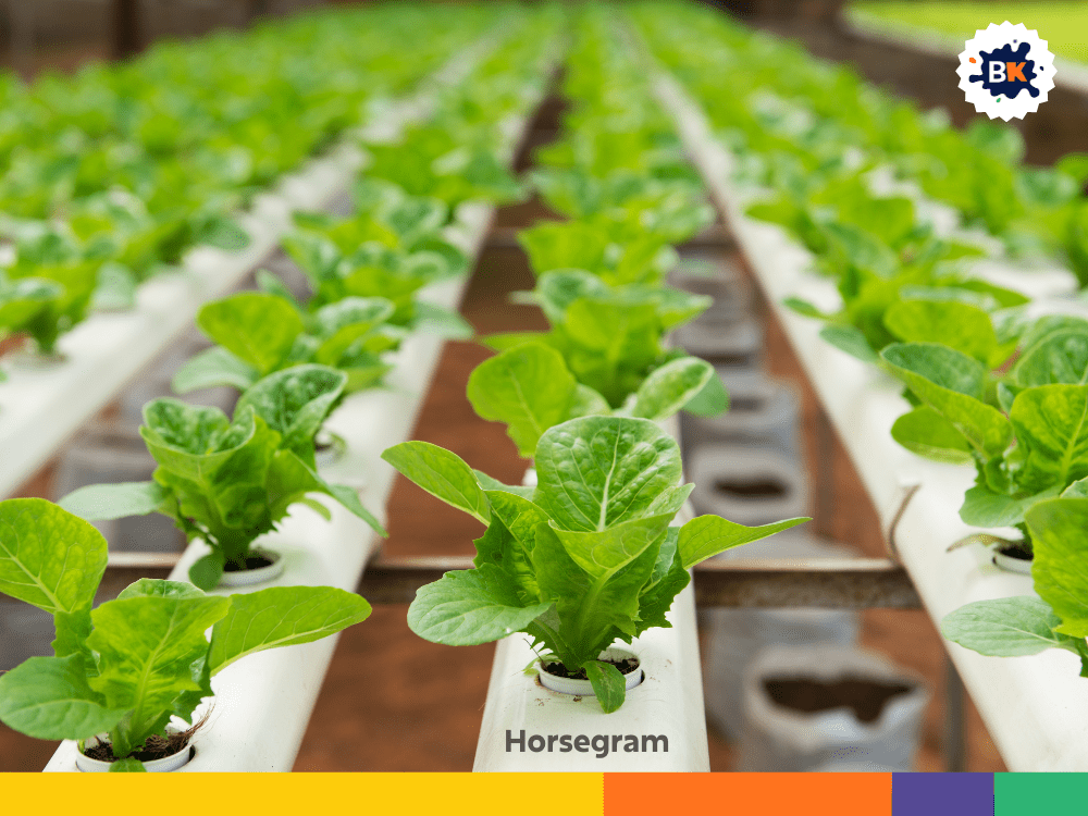 Horsegram Horsegram