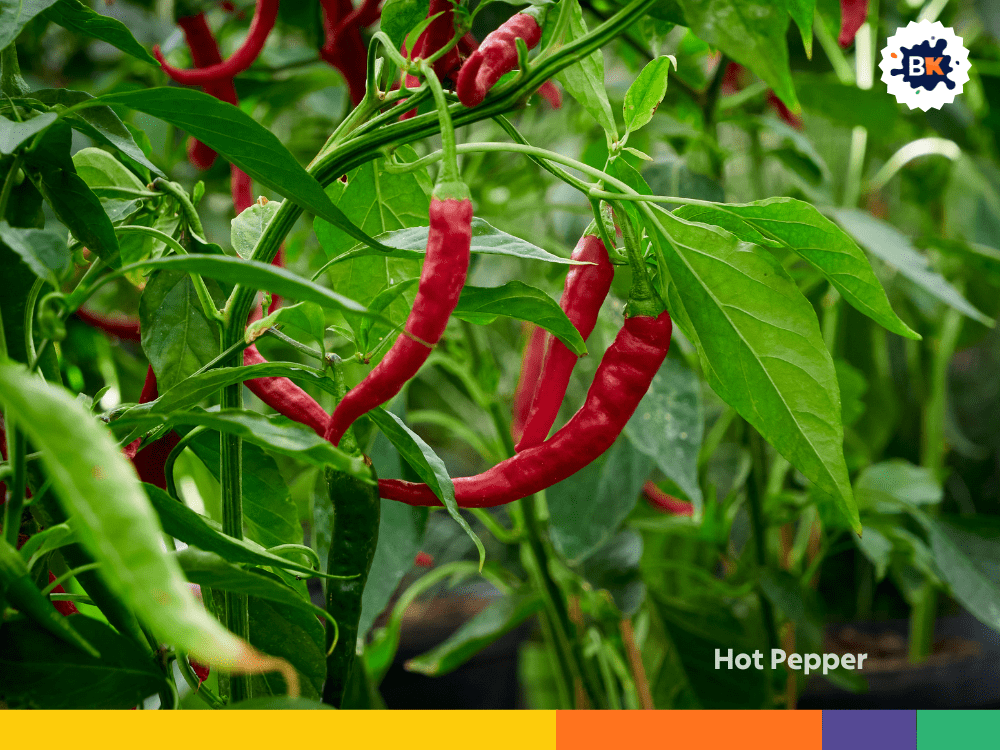 Hot Pepper Hot Pepper