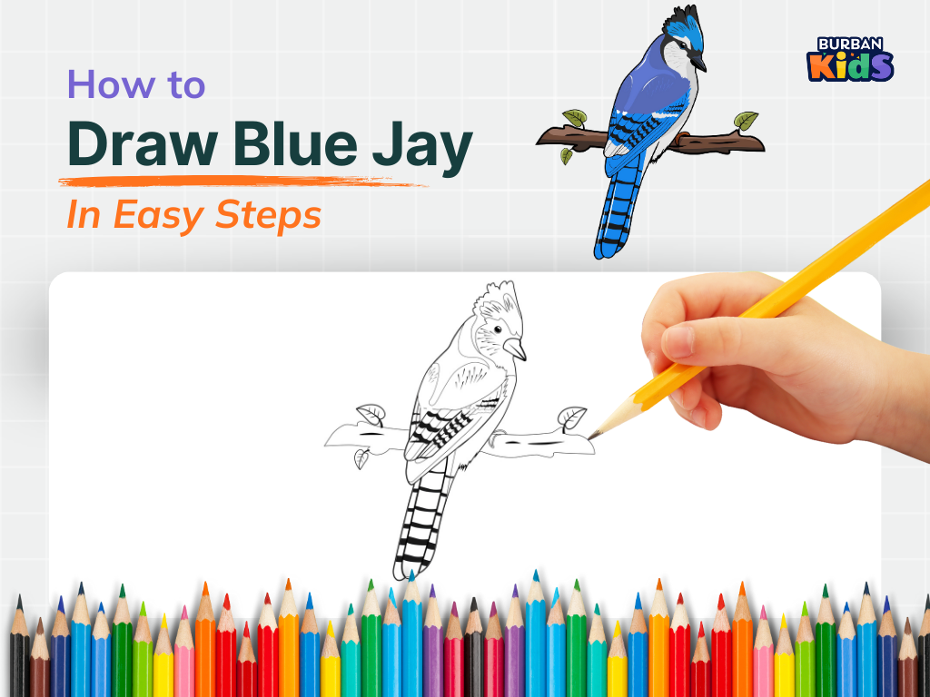 How to Draw Blue Jay