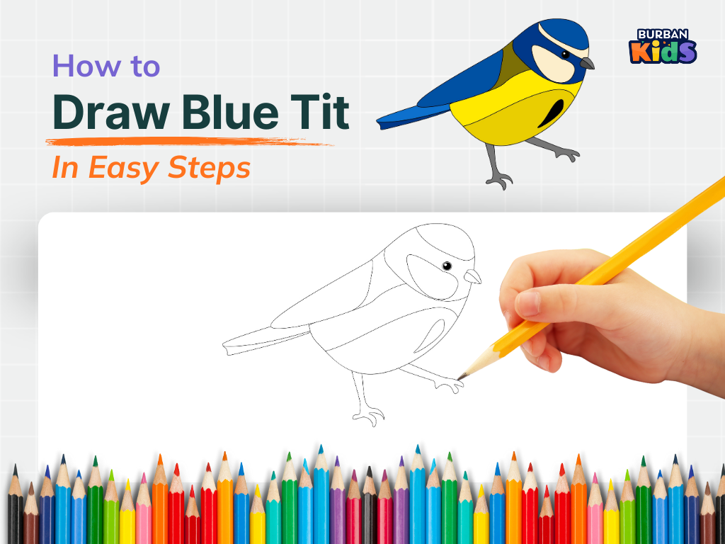 How to Draw Blue Tit