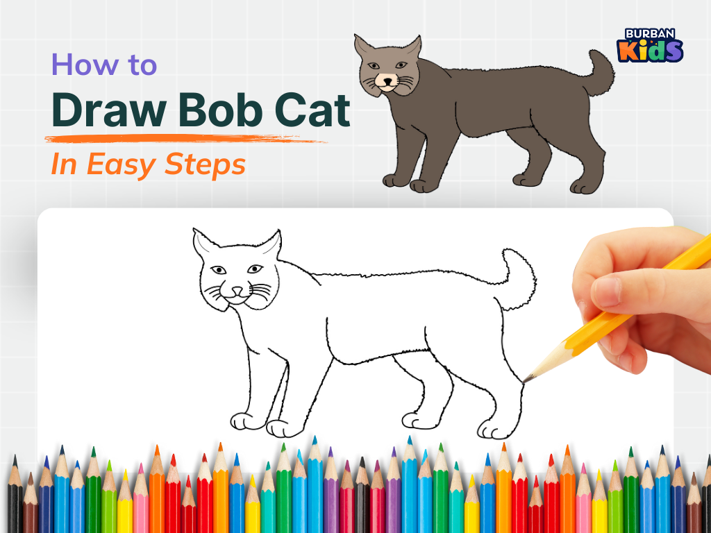 How to Draw Bob Cat