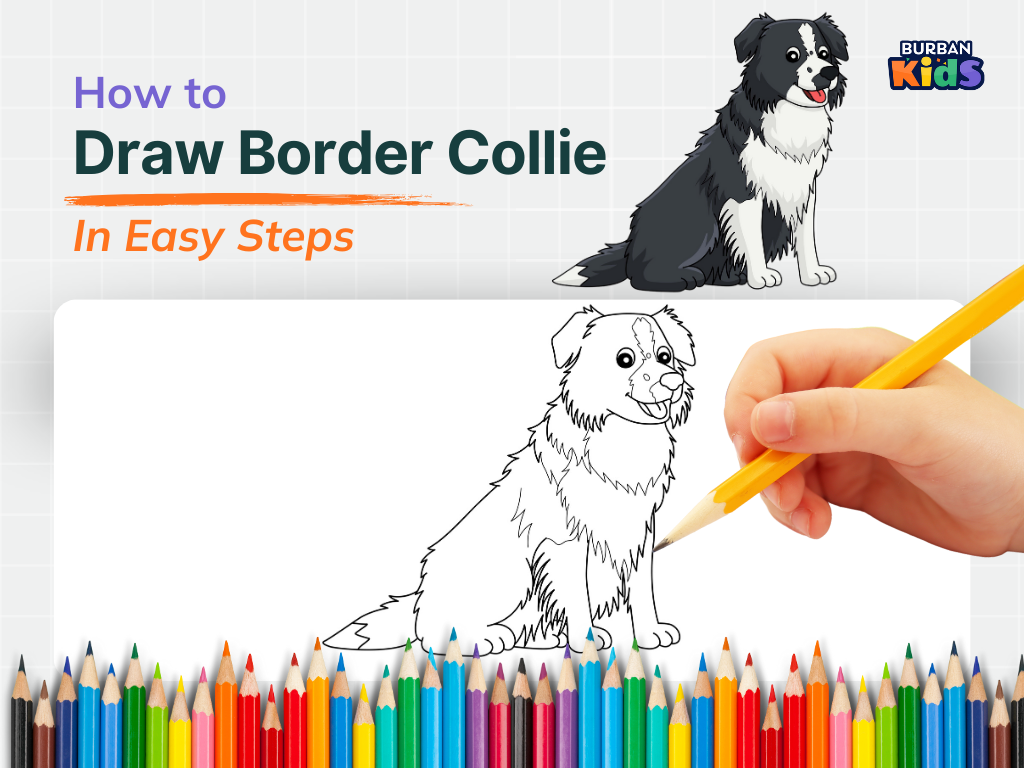 How to Draw Border Collie