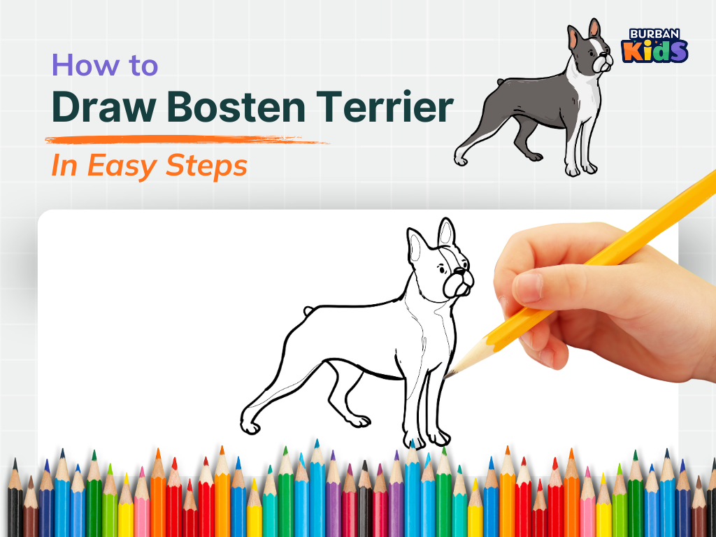 How to Draw Boston Terrier