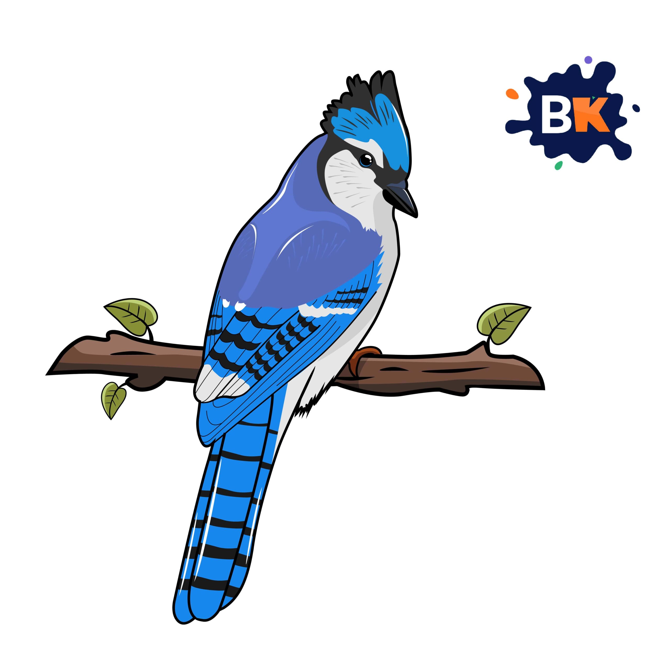 How to Draw a Blue Jay Step 10 How to Draw a Blue Jay Step 10