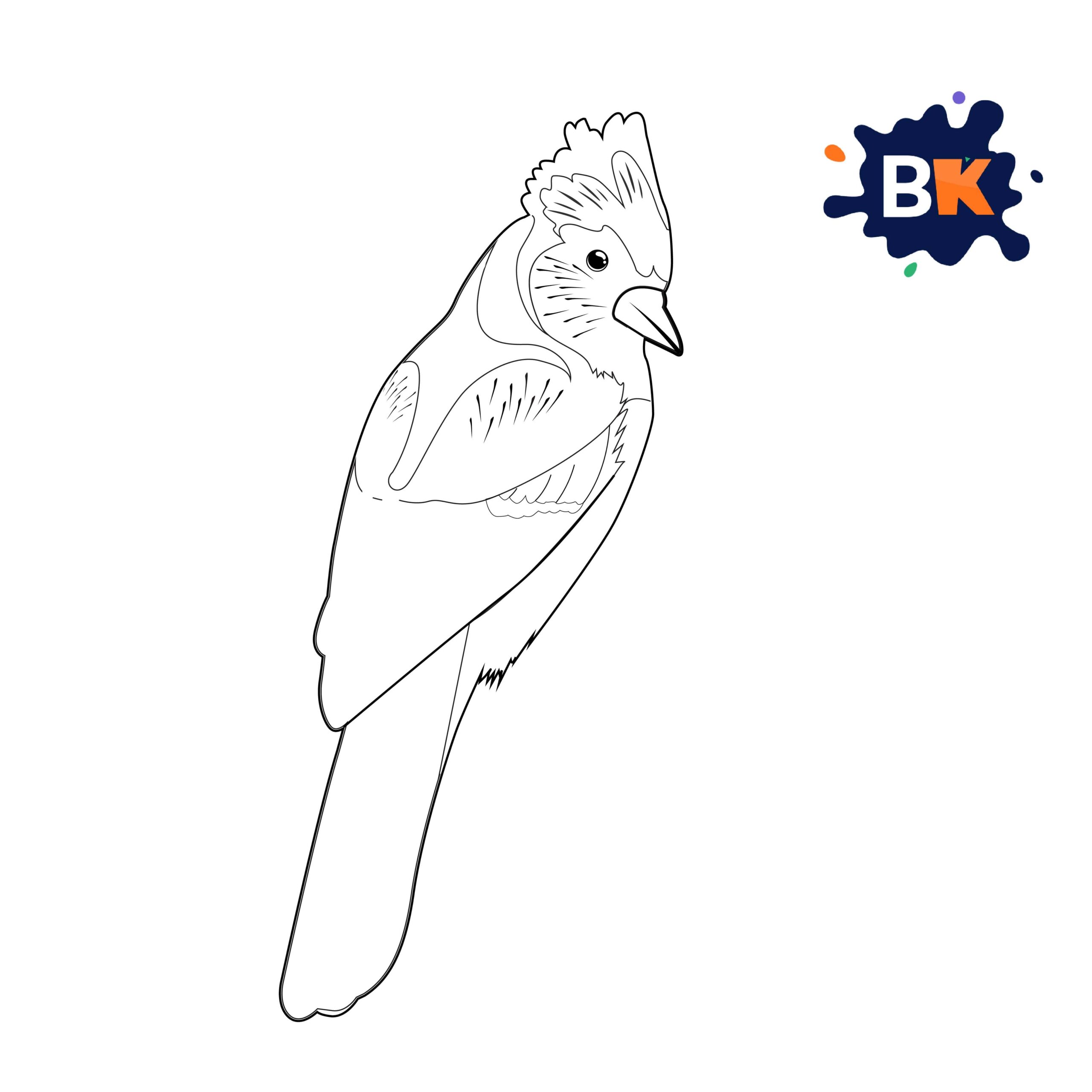 How to Draw a Blue Jay Step 5 How to Draw a Blue Jay Step 5