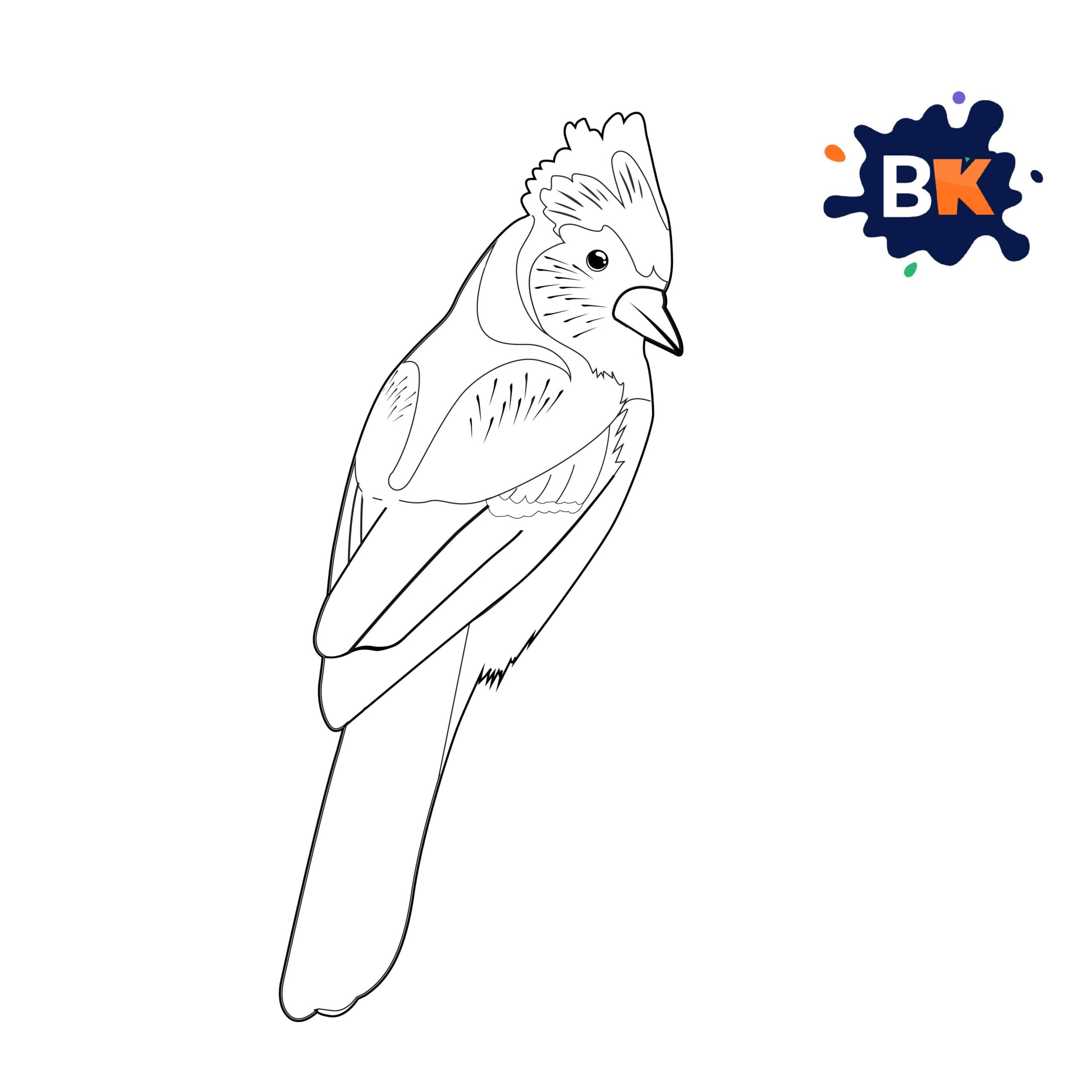 How to Draw a Blue Jay Step 6 How to Draw a Blue Jay Step 6