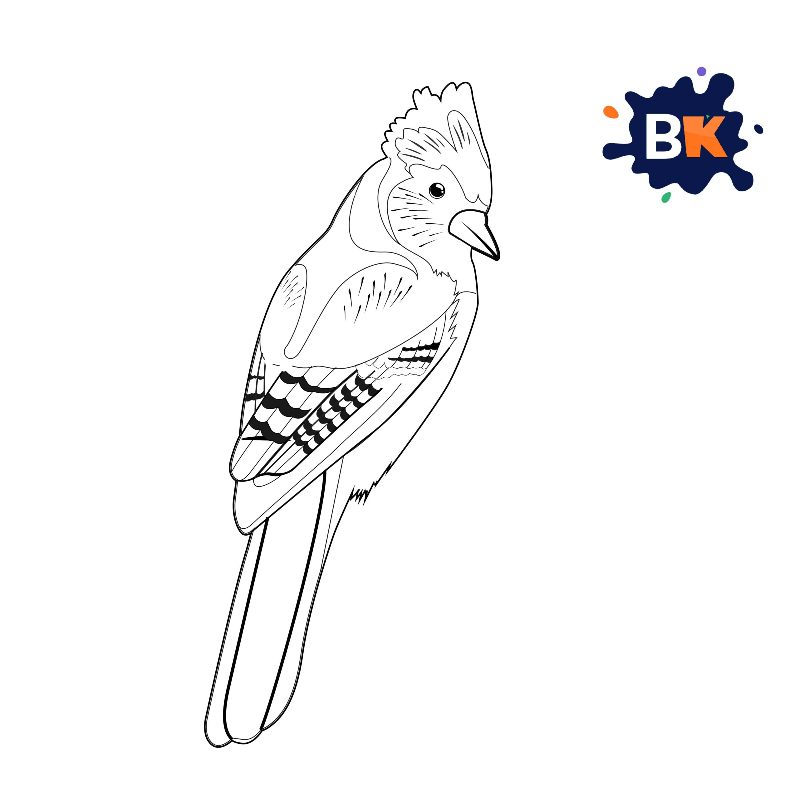 How to Draw a Blue Jay Step 7 How to Draw a Blue Jay Step 7