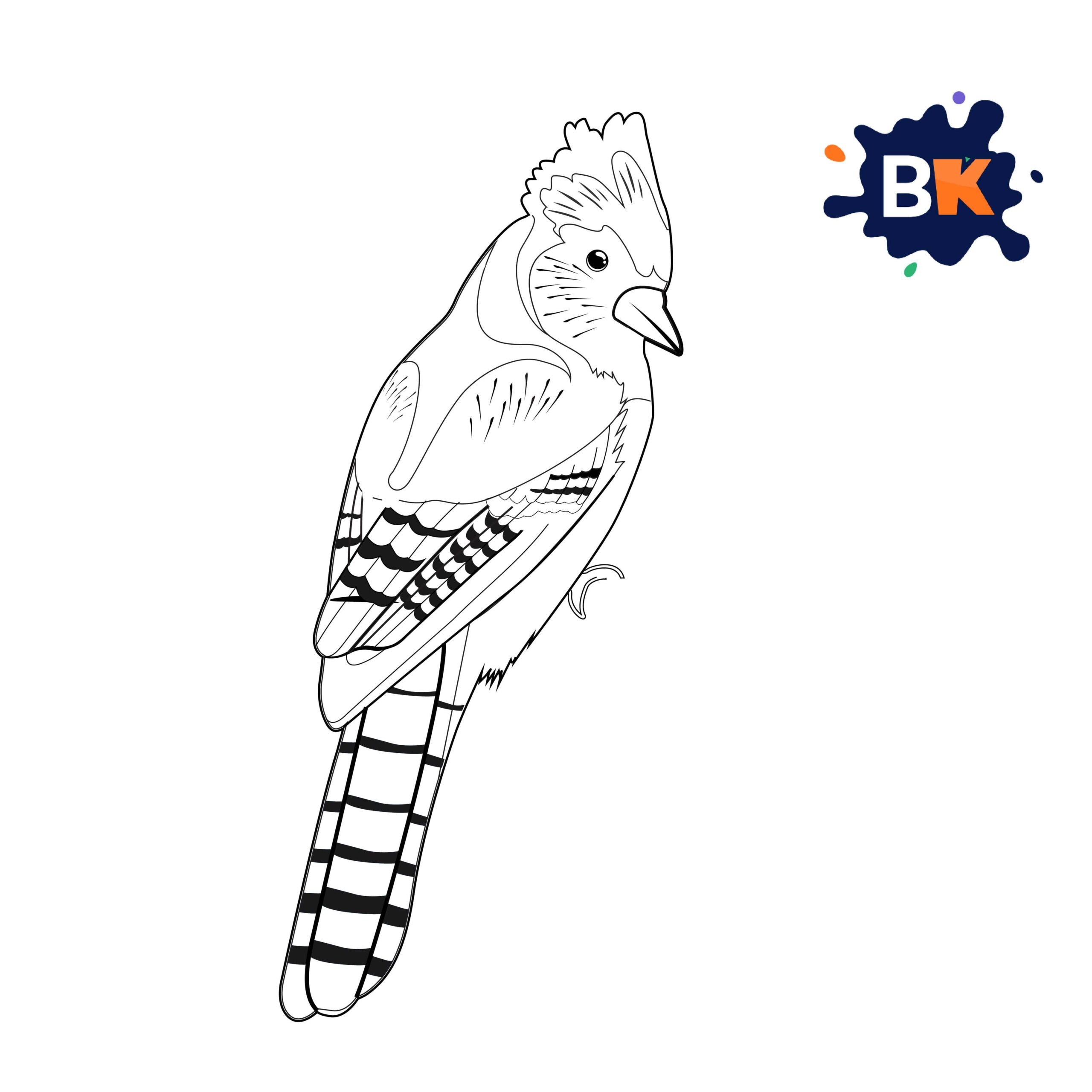 How to Draw a Blue Jay Step 8 How to Draw a Blue Jay Step 8