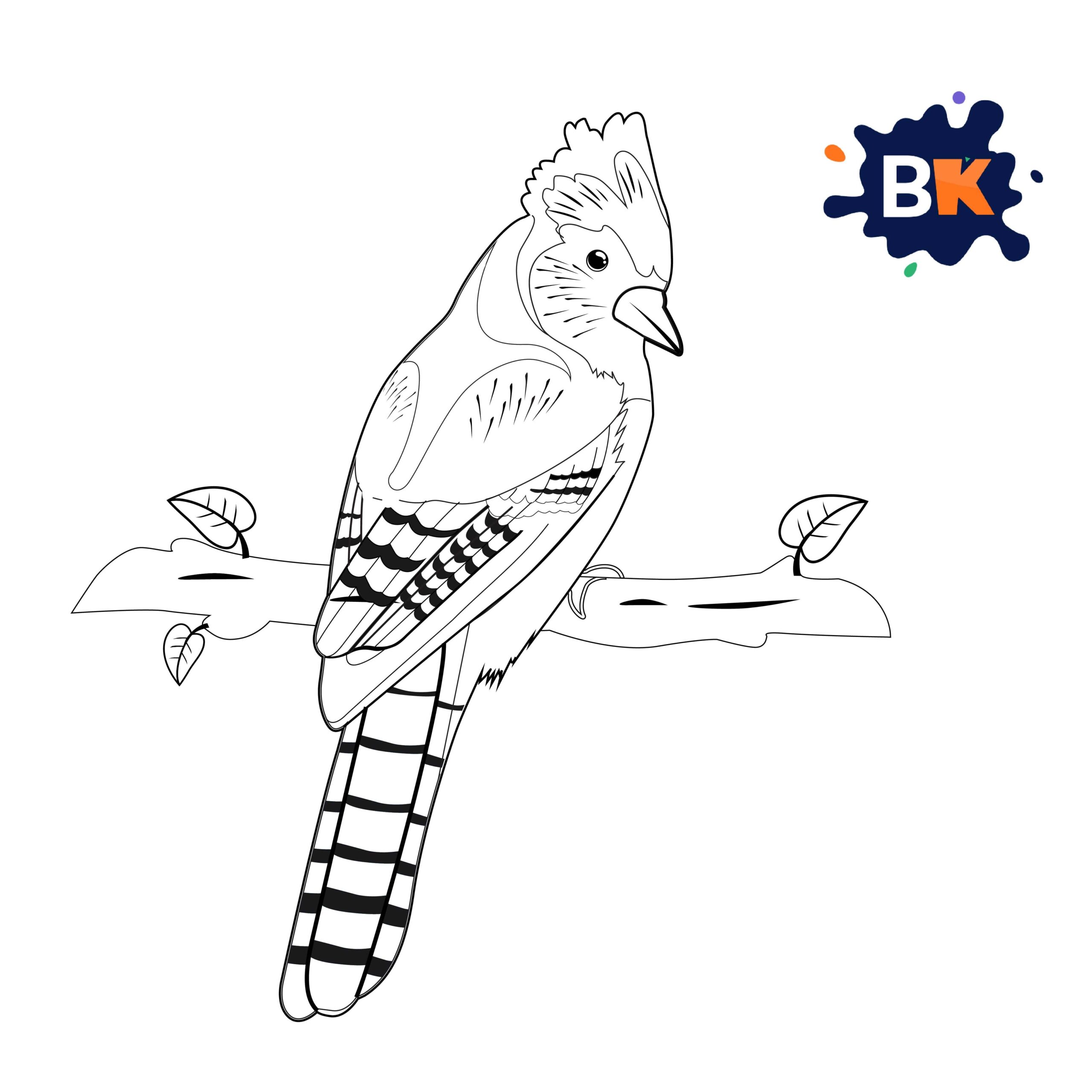 How to Draw a Blue Jay Step 9 How to Draw a Blue Jay Step 9