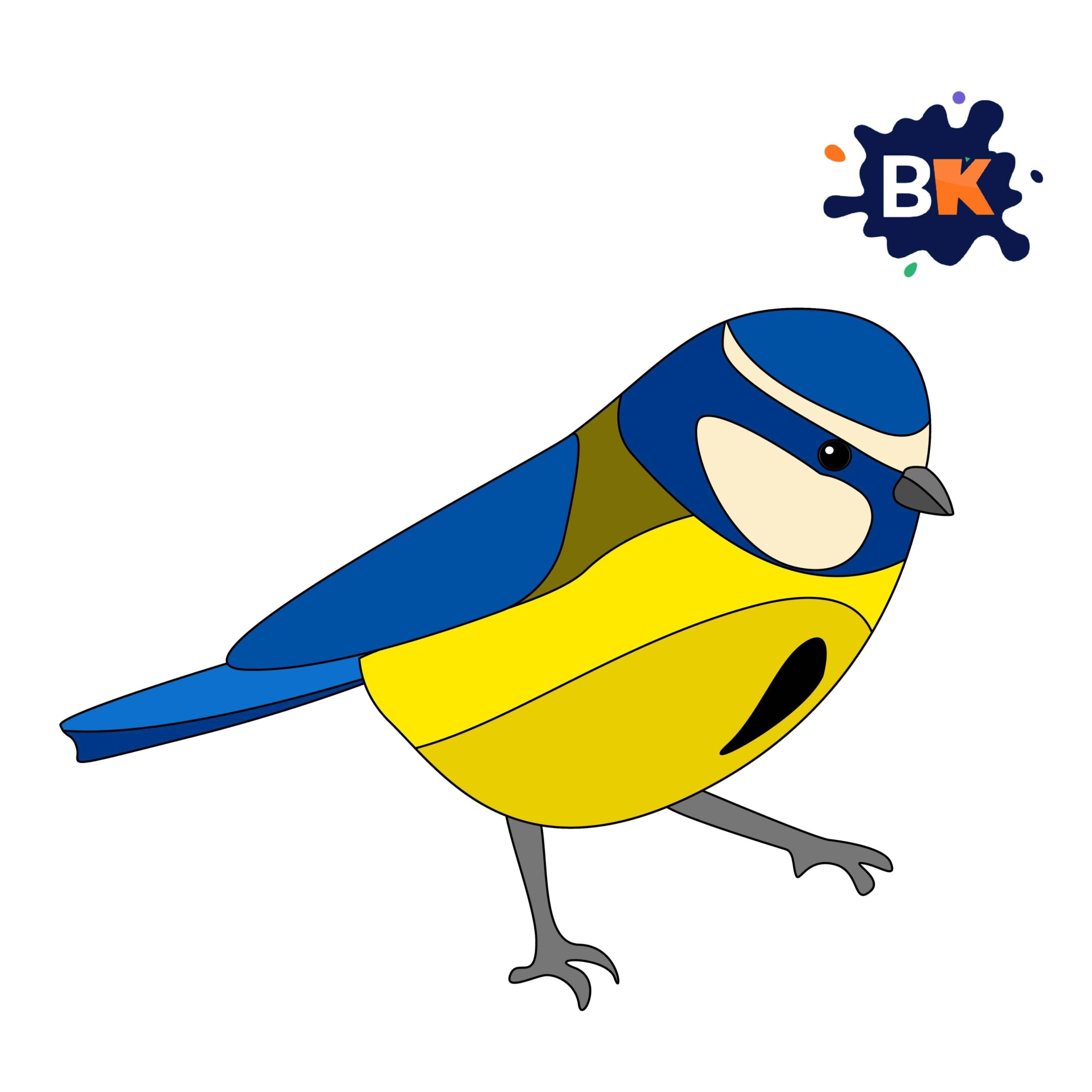 How to Draw a Blue Tit Step 10 How to Draw a Blue Tit Step 10