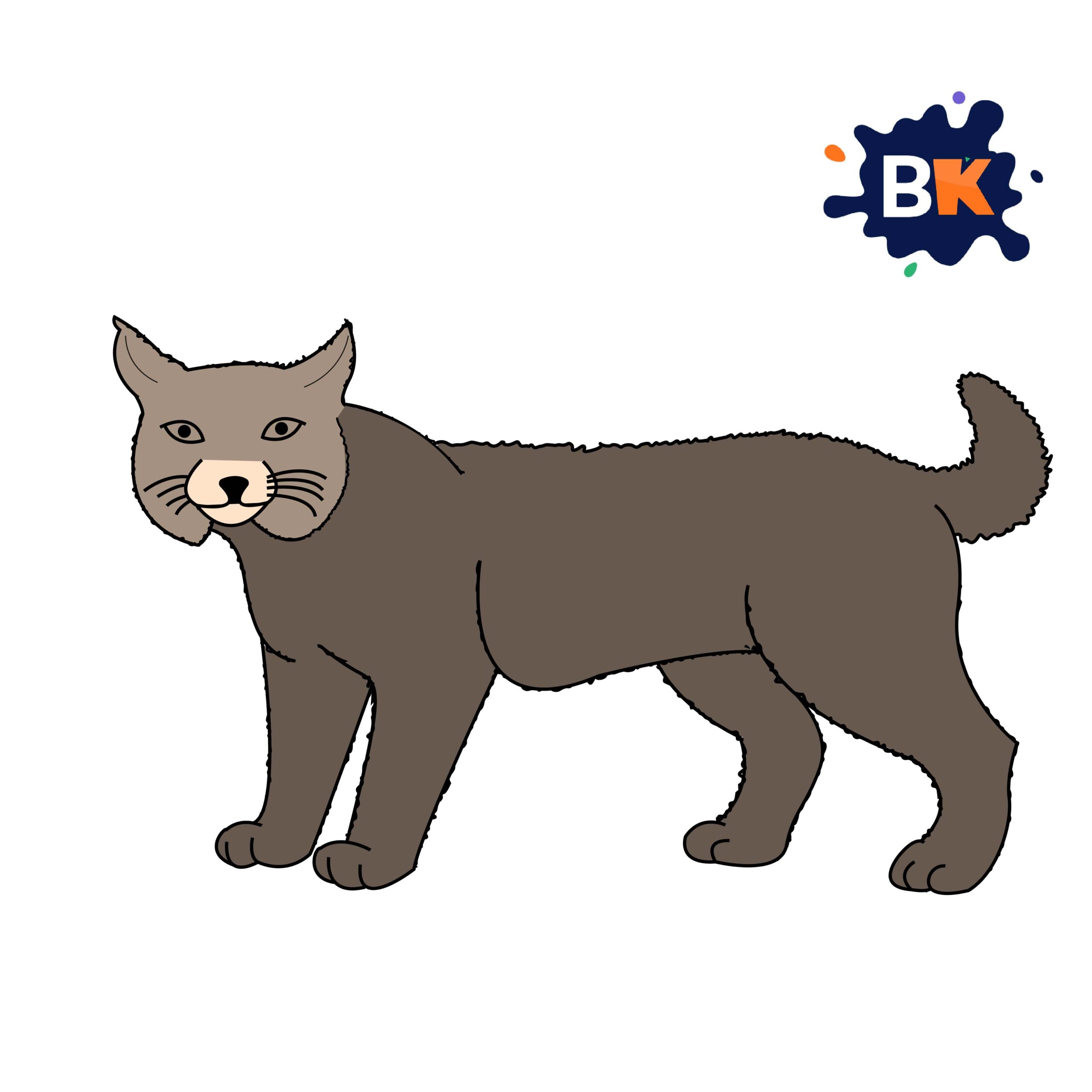 How to Draw a Bobcat Step 10 How to Draw a Bobcat Step 10
