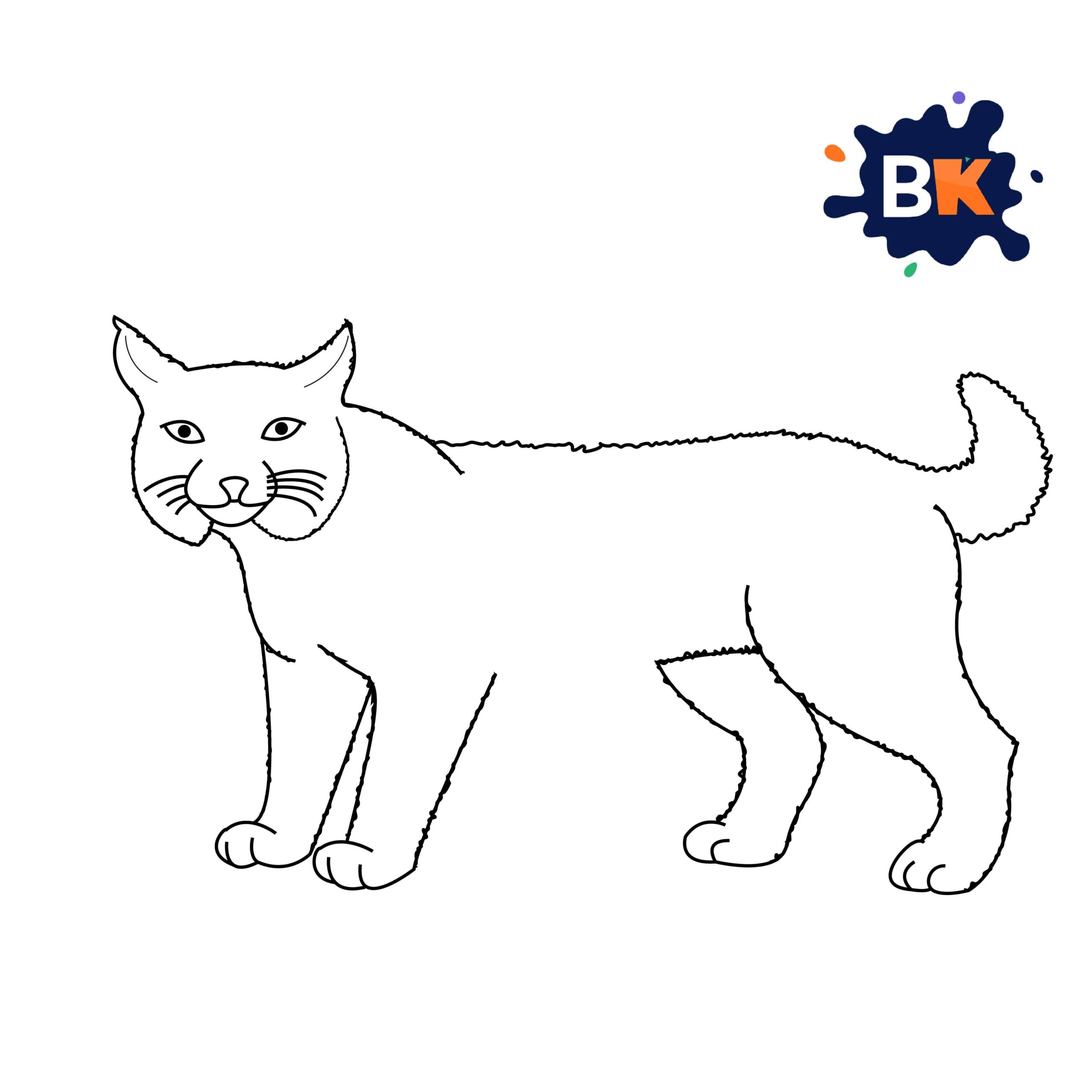 How to Draw a Bobcat Step 8 How to Draw a Bobcat Step 8