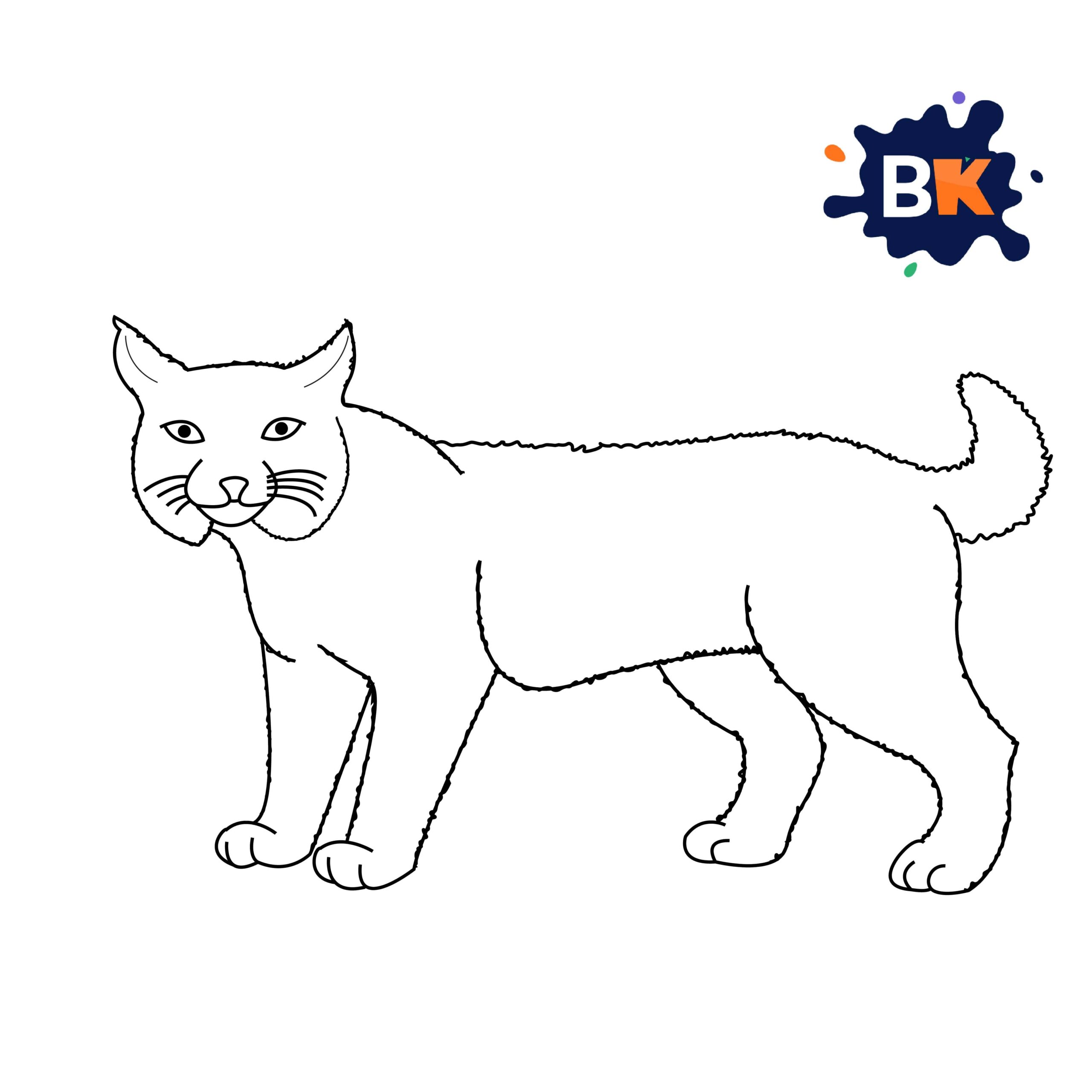 How to Draw a Bobcat Step 9 How to Draw a Bobcat Step 9