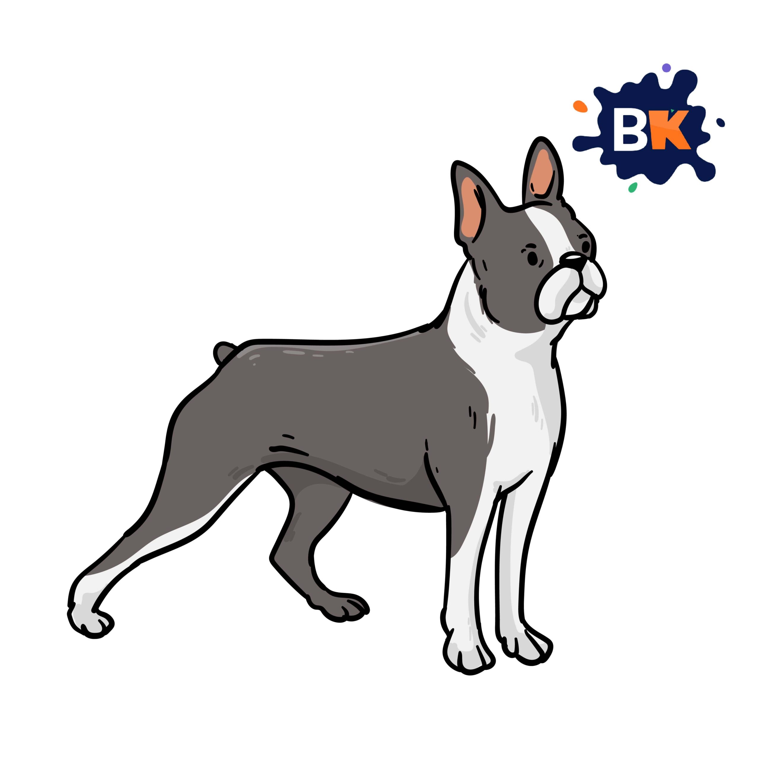How to Draw a Boston terrier Step 10 How to Draw a Boston terrier Step 10