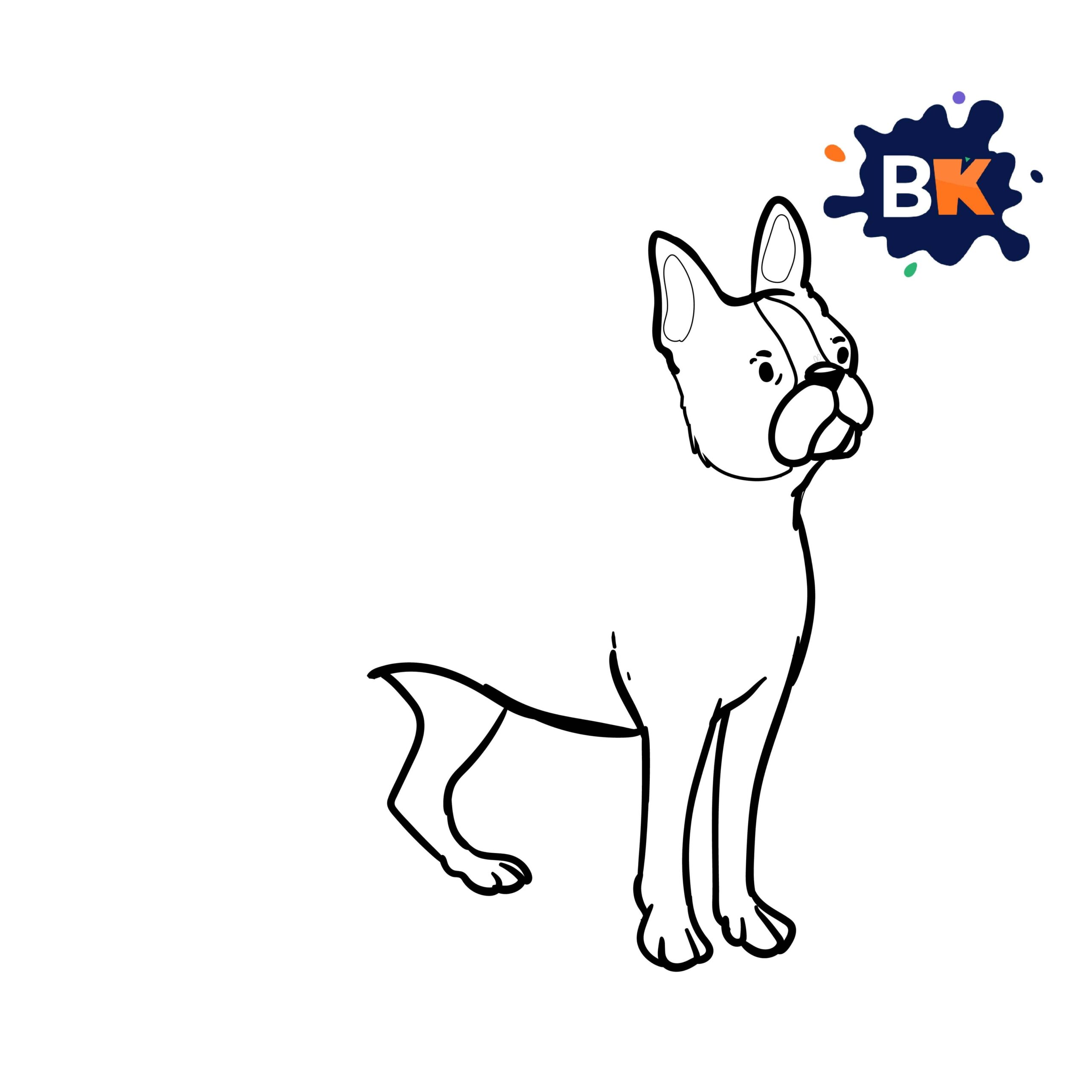 How to Draw a Boston terrier Step 7 How to Draw a Boston terrier Step 7