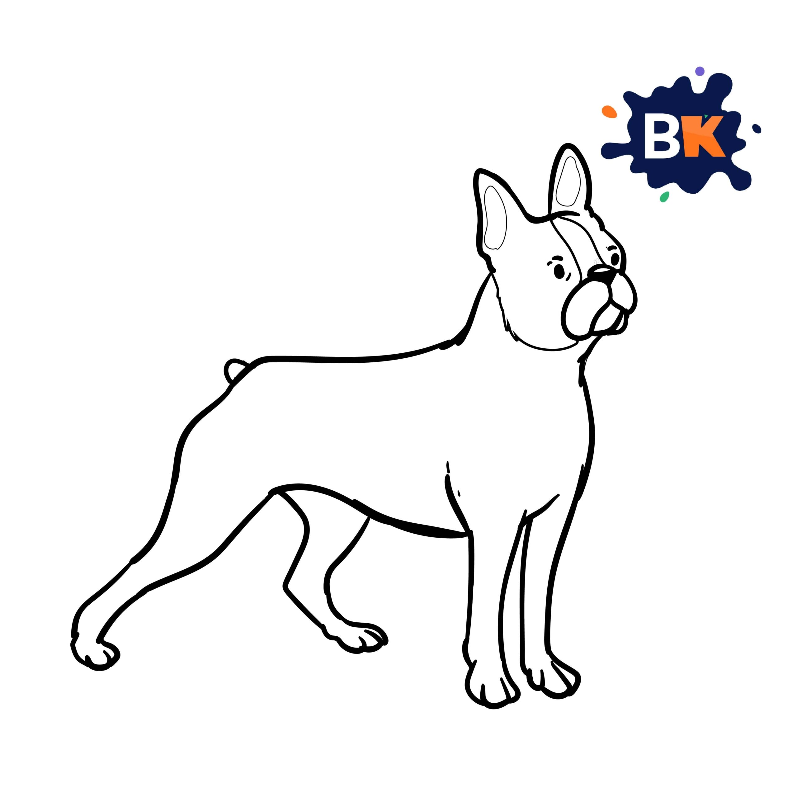 How to Draw a Boston terrier Step 8 How to Draw a Boston terrier Step 8