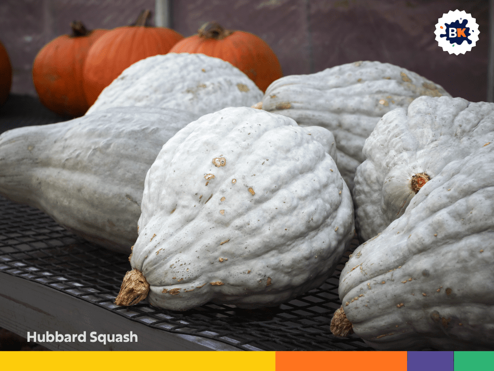 Hubbard Squash Hubbard Squash