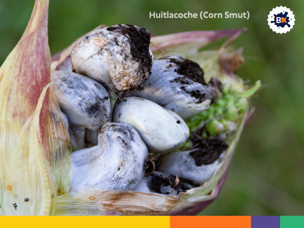 Huitlacoche (Corn Smut) Huitlacoche (Corn Smut)