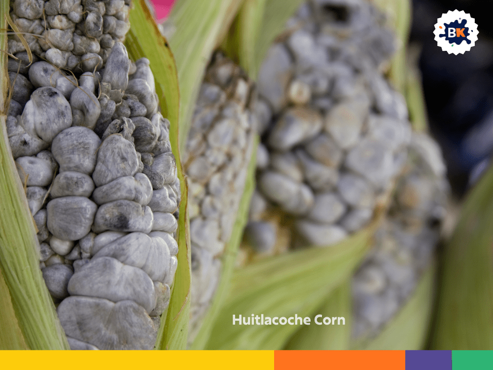 Huitlacoche Corn Huitlacoche Corn