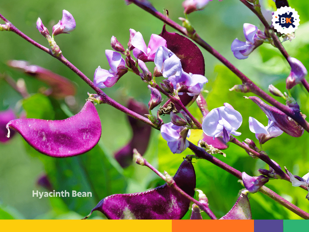 Hyacinth Bean Hyacinth Bean