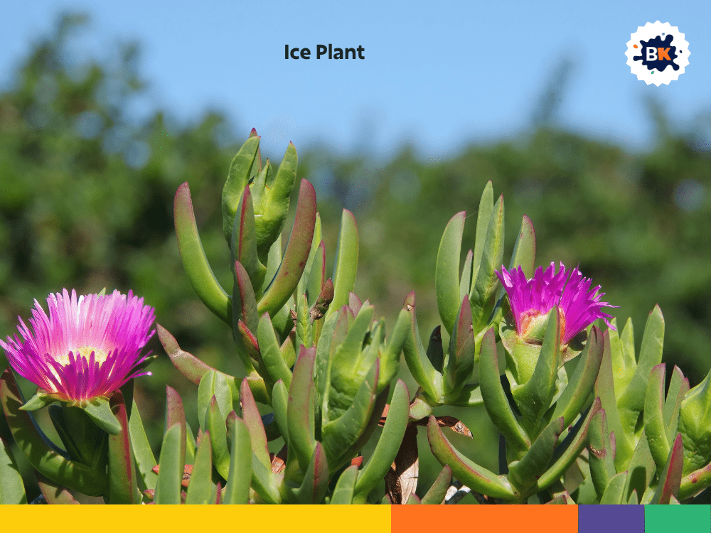 Ice Plant Ice Plant