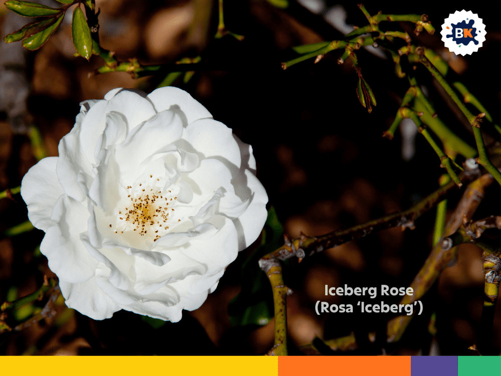 Iceberg Rose (Rosa ‘Iceberg’) Iceberg Rose (Rosa ‘Iceberg’)