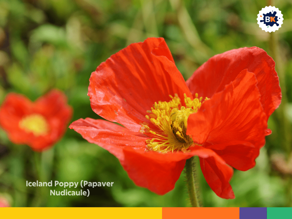 Iceland Poppy (Papaver Nudicaule) Iceland Poppy (Papaver Nudicaule)