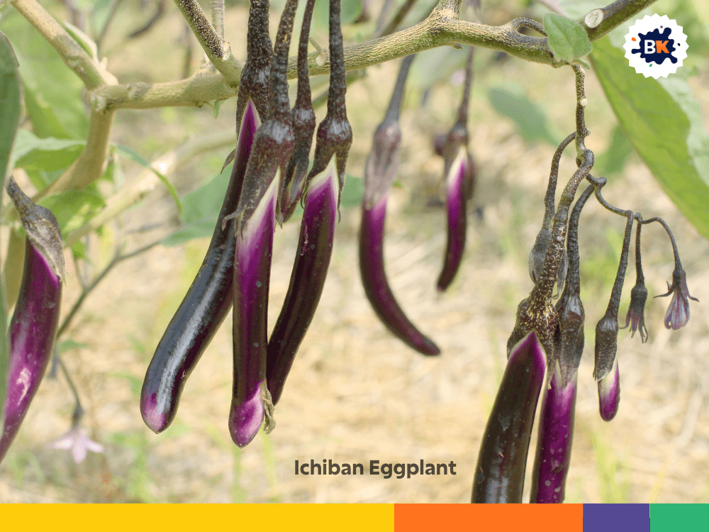 Ichiban Eggplant Ichiban Eggplant