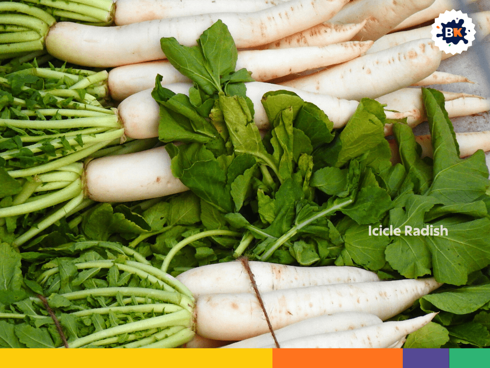 Icicle Radish Icicle Radish