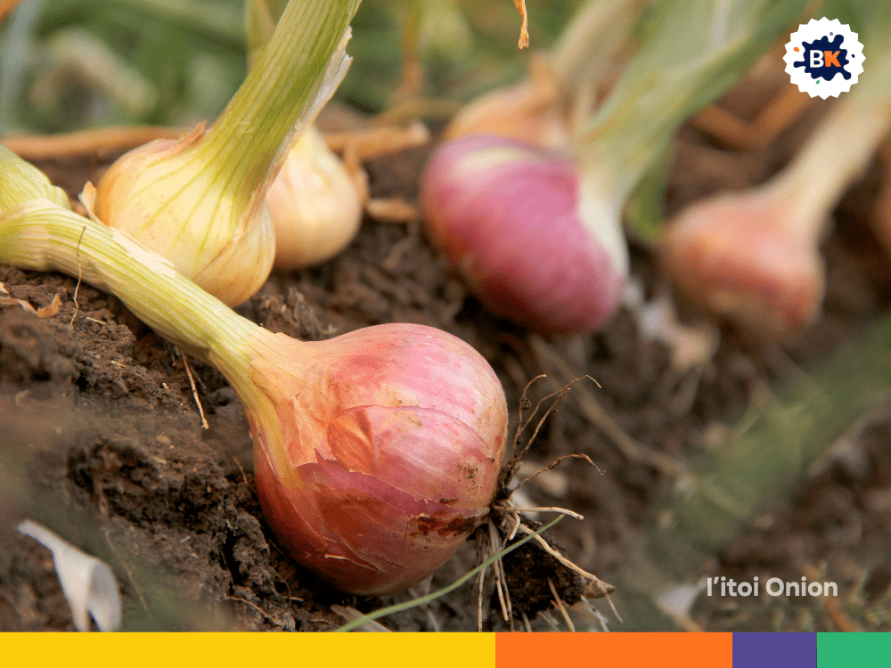 I’itoi Onion I’itoi Onion