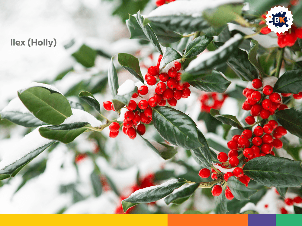 Ilex (Holly) Ilex (Holly)