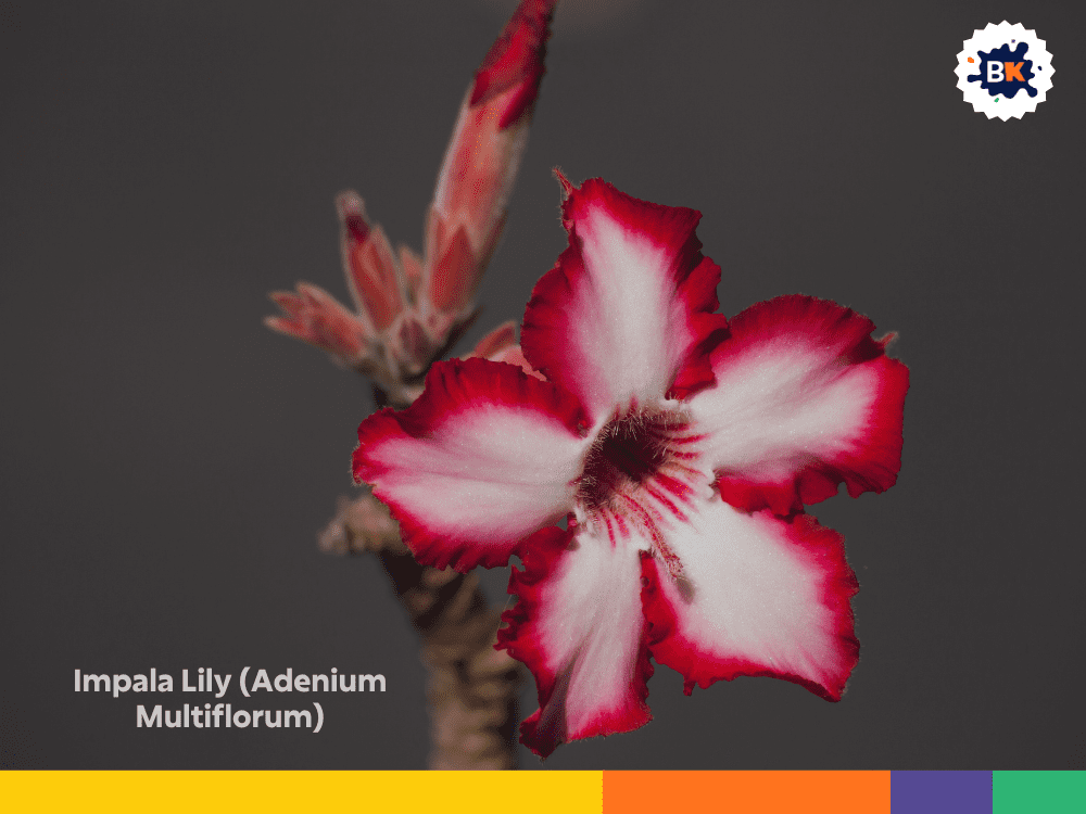 Impala Lily (Adenium Multiflorum) Impala Lily (Adenium Multiflorum)