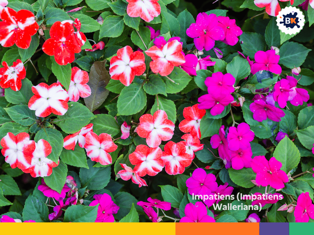 Impatiens (Impatiens Walleriana) Impatiens (Impatiens Walleriana)