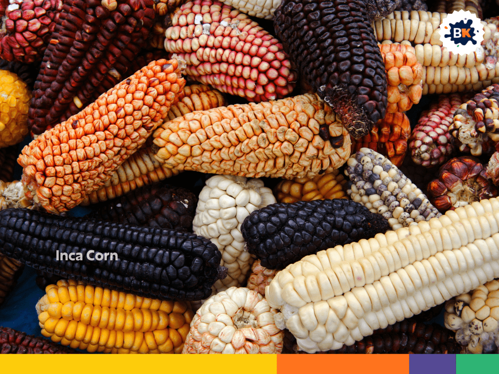 Inca Corn Inca Corn