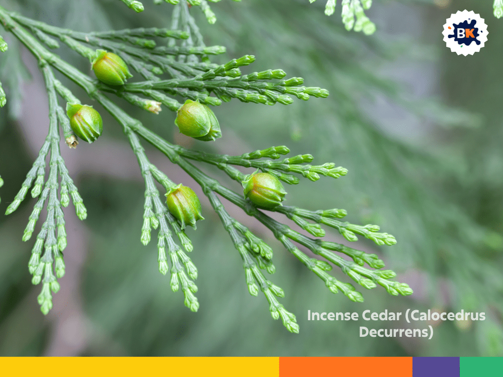 Incense Cedar (Calocedrus Decurrens) Incense Cedar (Calocedrus Decurrens)