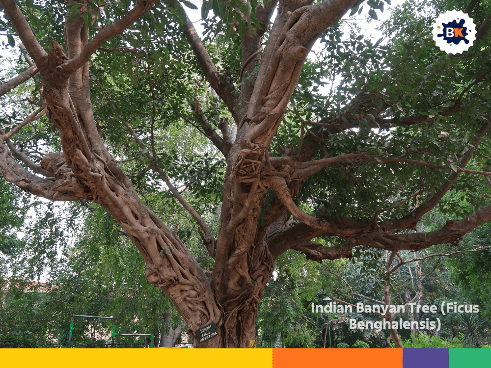 Indian Banyan Tree (Ficus Benghalensis) Indian Banyan Tree (Ficus Benghalensis)