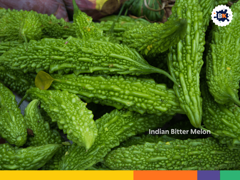 Indian Bitter Melon Indian Bitter Melon