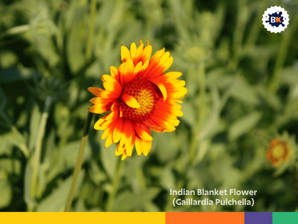 Indian Blanket Flower (Gaillardia Pulchella) Indian Blanket Flower (Gaillardia Pulchella)