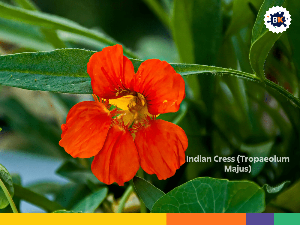 Indian Cress (Tropaeolum Majus) Indian Cress (Tropaeolum Majus)
