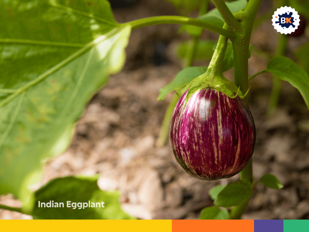Indian Eggplant Indian Eggplant