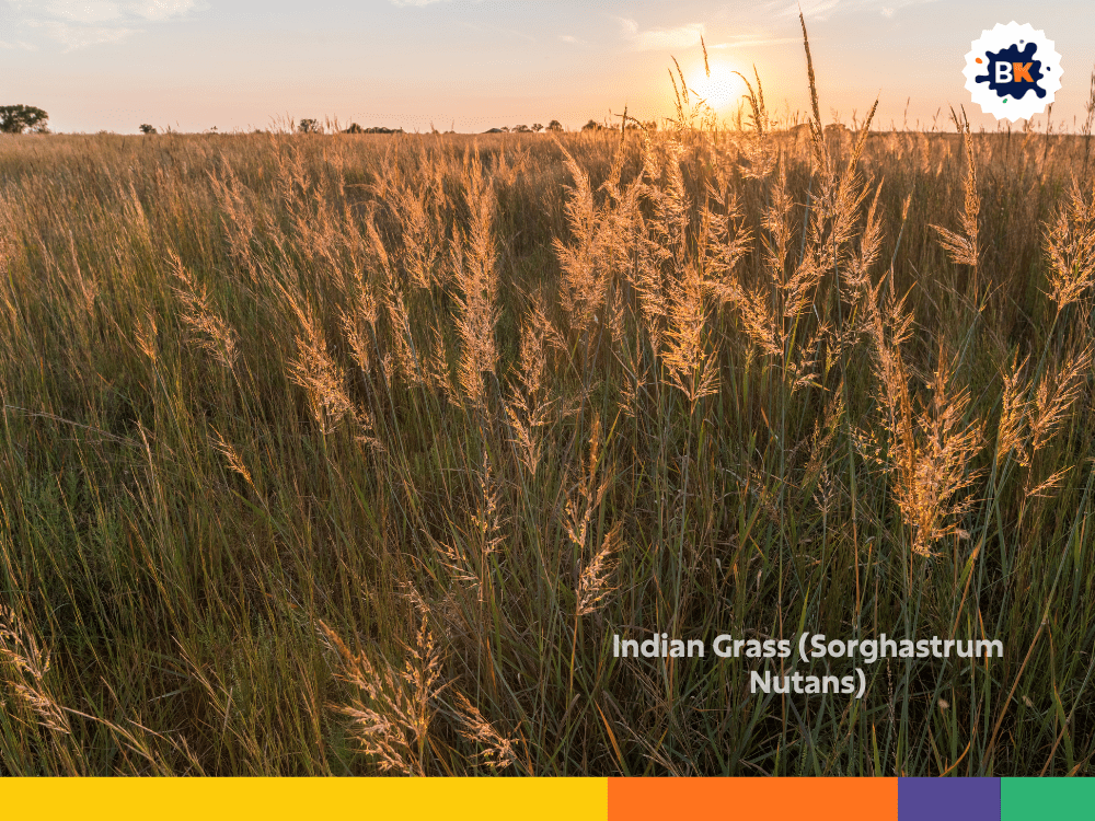 Indian Grass (Sorghastrum Nutans) Indian Grass (Sorghastrum Nutans)