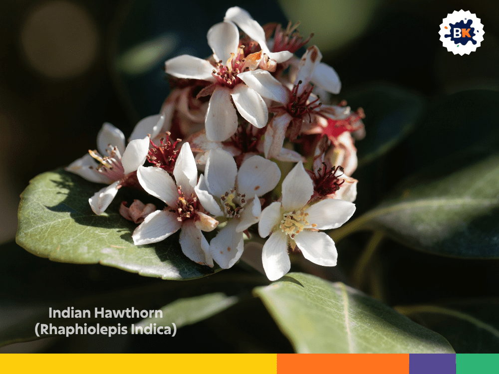 Indian Hawthorn (Rhaphiolepis Indica) Indian Hawthorn (Rhaphiolepis Indica)