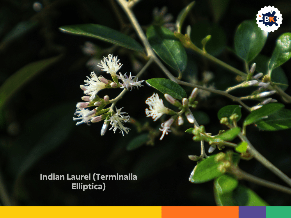 Indian Laurel (Terminalia Elliptica) Indian Laurel (Terminalia Elliptica)