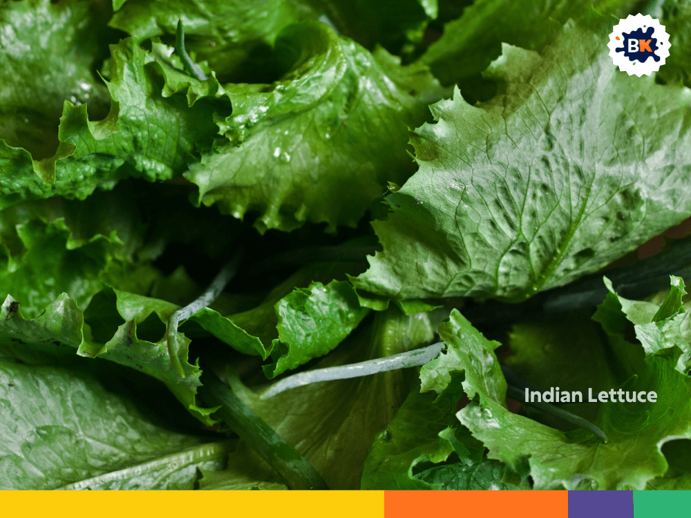 Indian Lettuce Indian Lettuce