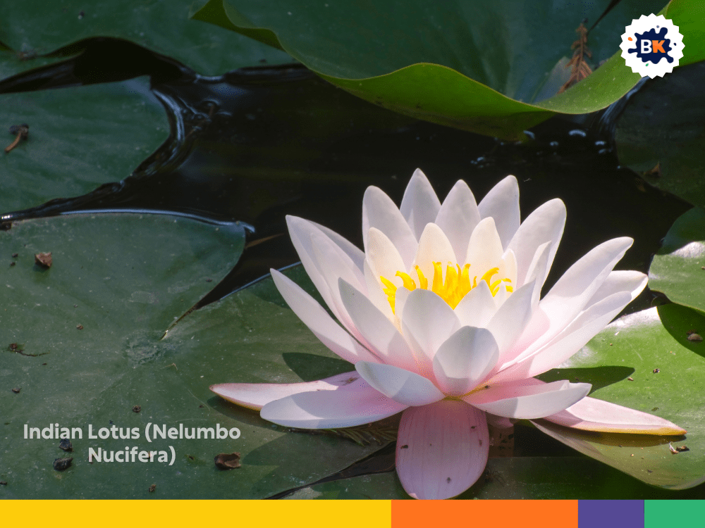 Indian Lotus (Nelumbo Nucifera) Indian Lotus (Nelumbo Nucifera)